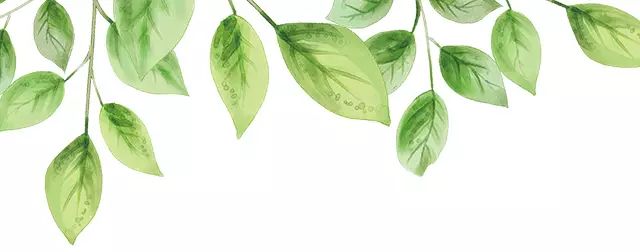 樹(shù)葉 樹(shù)葉